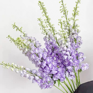 【云花甄选】深紫粉色浅紫色大飞燕家推荐花瓶插云南基地空运发货