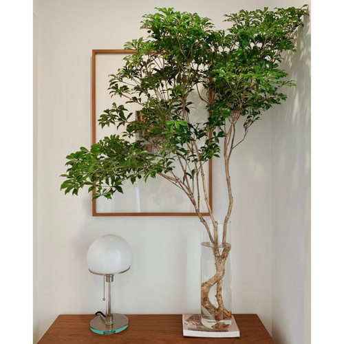 【云花甄选】日本进口马醉木鲜切枝室内绿植家居装饰云南直发顺丰