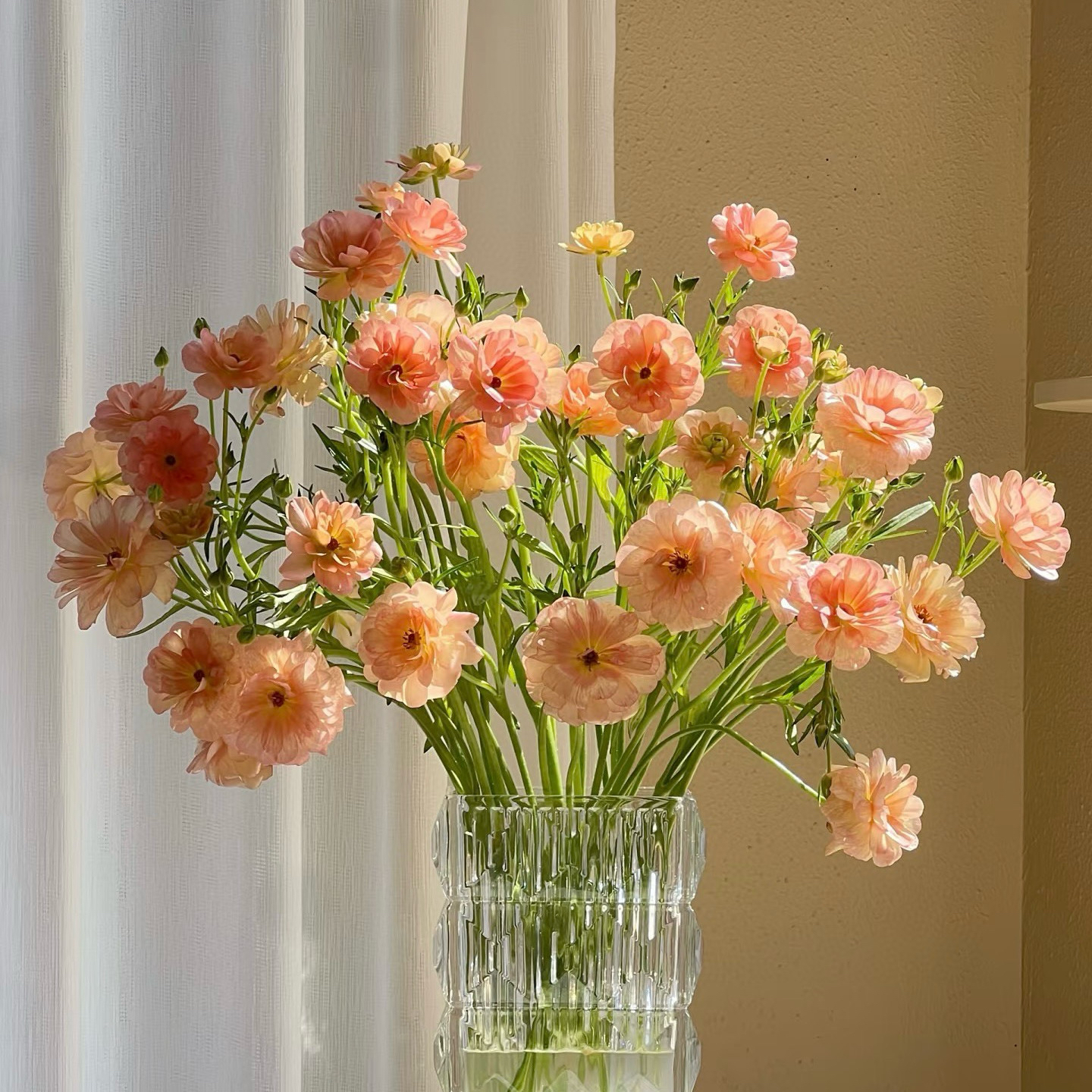 【云花甄选】鲑鱼三文鱼色蝴蝶洋牡丹质感鲜切花云南直发插瓶空运