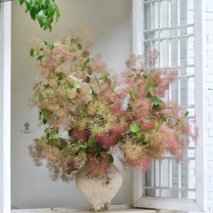 【云花甄选】雾中情人黄栌梦幻春季鲜花可做干花家居软装瓶插水养