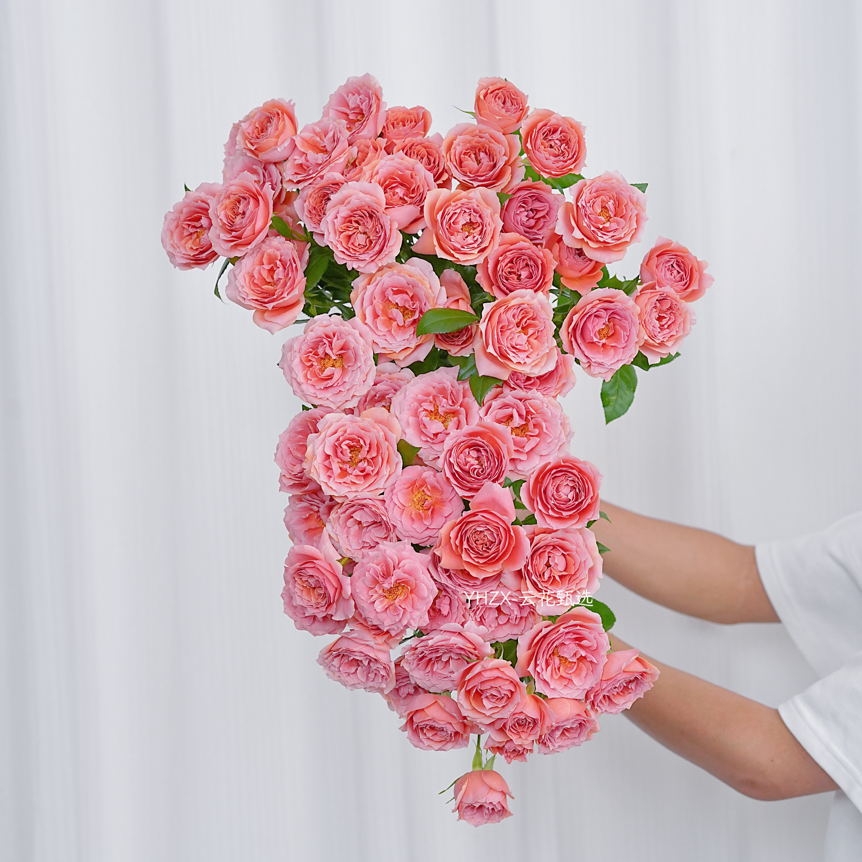 【云花甄选】稀有a级粉色拉拉队多头泡泡玫瑰鲜花云南昆明发空运
