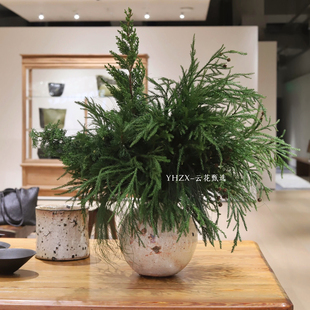 饰瓶插花少女松木黄麻龙柏真 圣诞松枝装 鲜花水养花 云花甄选