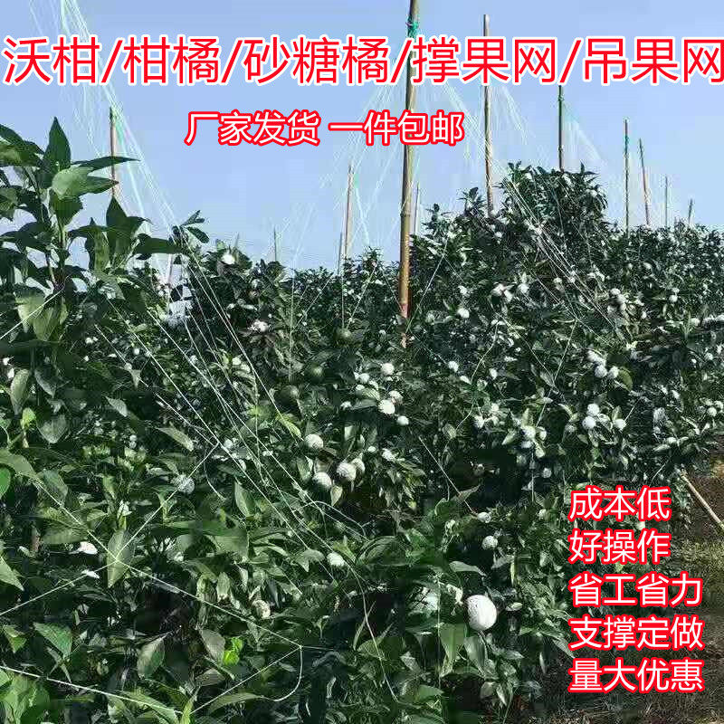 沃柑撑果网柑橘砂糖桔吊果网柑橘撑果网果树砂糖桔兜果挂果网包邮