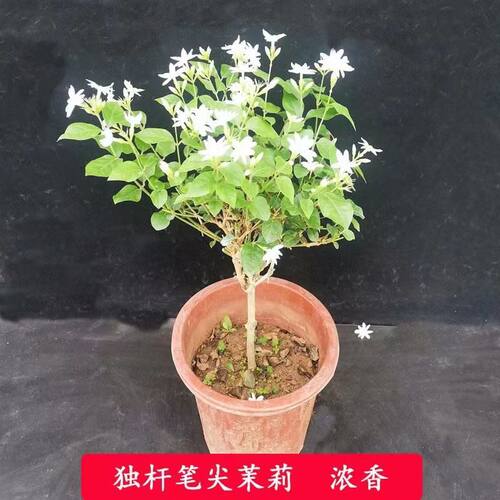 茉莉草本阳台春夏秋测试推荐