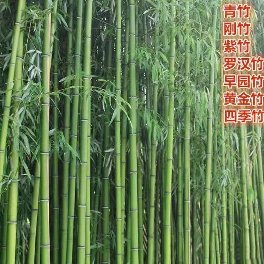竹子苗庭院耐寒大型观赏竹子盆栽四季常青紫竹苗黄金竹罗汉竹刚竹