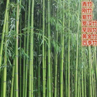 竹子苗庭院耐寒大型观赏竹子盆栽四季常青紫竹苗黄金竹罗汉竹刚竹