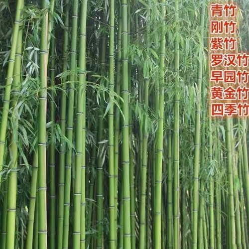 多年生耐寒耐旱竹苗包成活