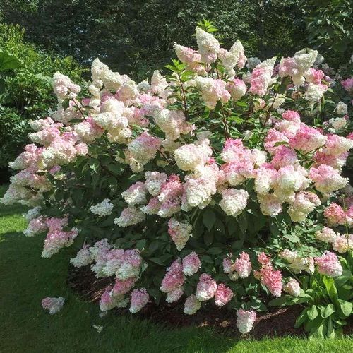 香草草莓圆锥绣球夏日美人耐热耐寒阳台庭院盆栽地栽四季开花花卉