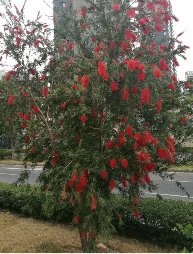 串钱柳垂枝红千层树苗多花红千层庭院别墅绿化风景树室内阳台盆栽