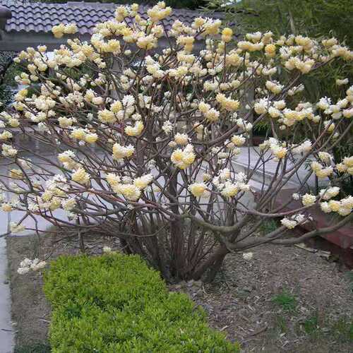 结香苗结香花树苗庭院冬季开花