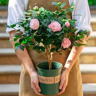 茶花盆栽香妃四季浓香型花卉多色红赤丹室内外庭院耐寒易种活绿植