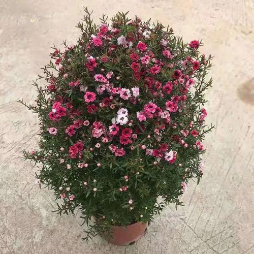 松红梅木本花卉阳台客厅秋冬耐寒图片