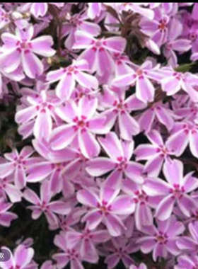 【芝樱粉白条复色】1盆110口径（四单包邮拍五发六）宿根花苗