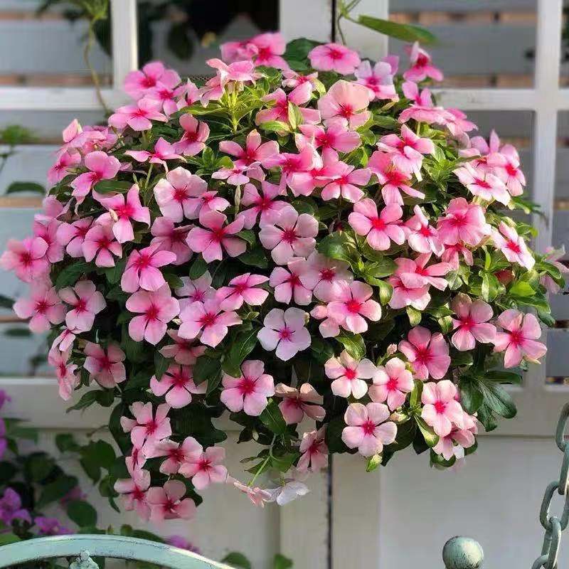 长春花植物盆栽进口天天开带花夏季花卉净化空气阳台四季开花庭院