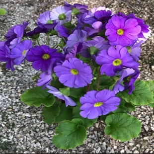 四季樱草新款加湿植物喜凉耐寒报春花卉阳台庭院易养长冬季开花