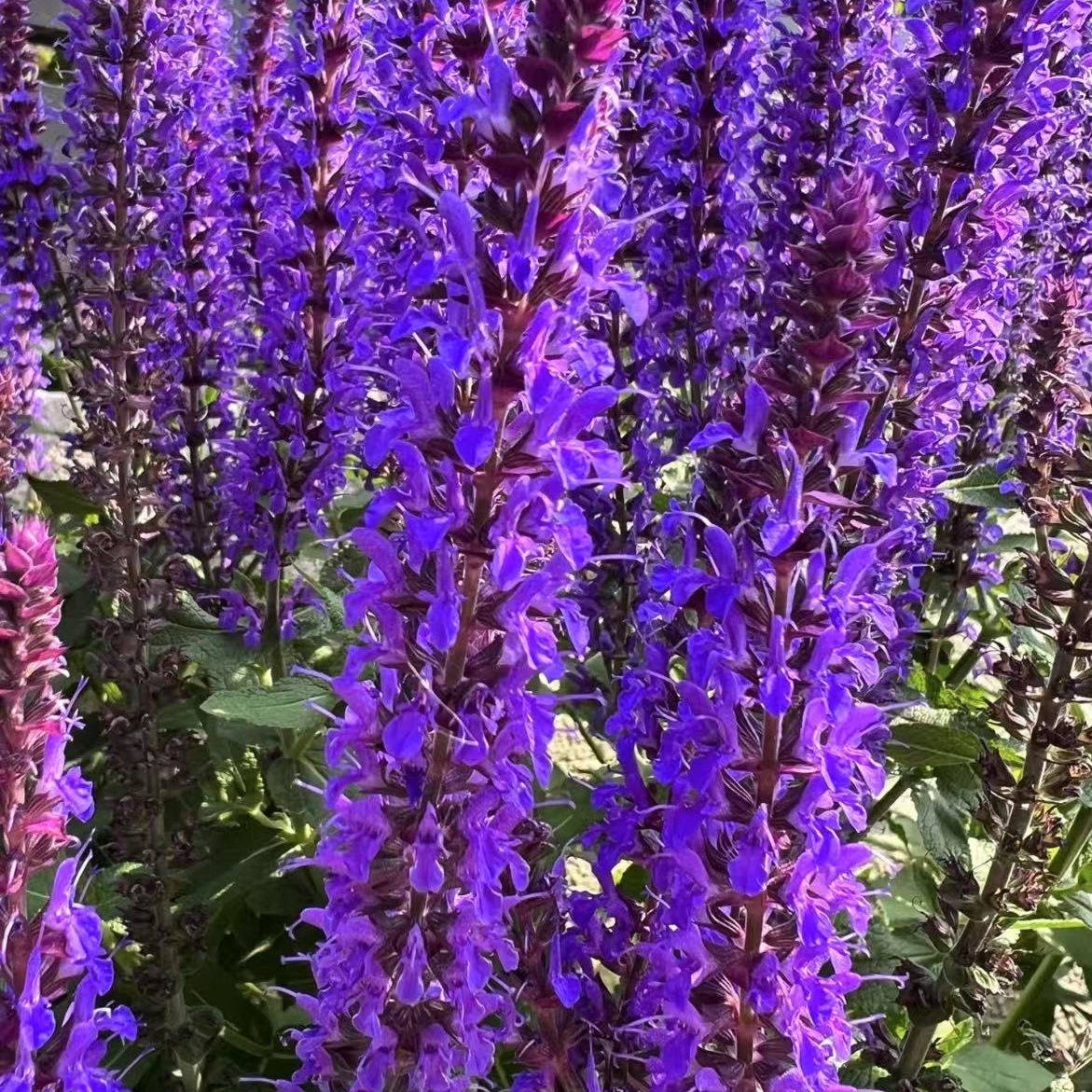 【林荫鼠尾草】1加仑大盆 蓝山鼠尾草宿根多年生庭院花园植物