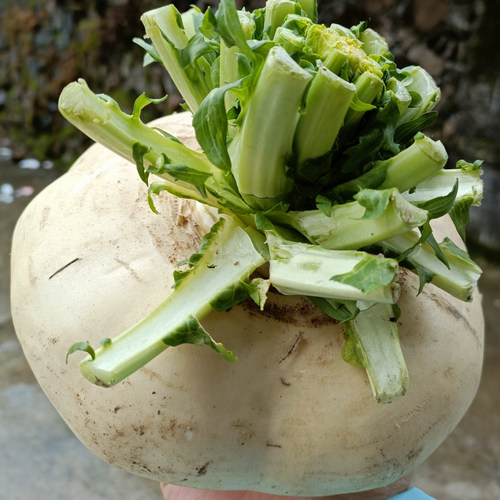 老焗匠温州盘菜扁萝卜