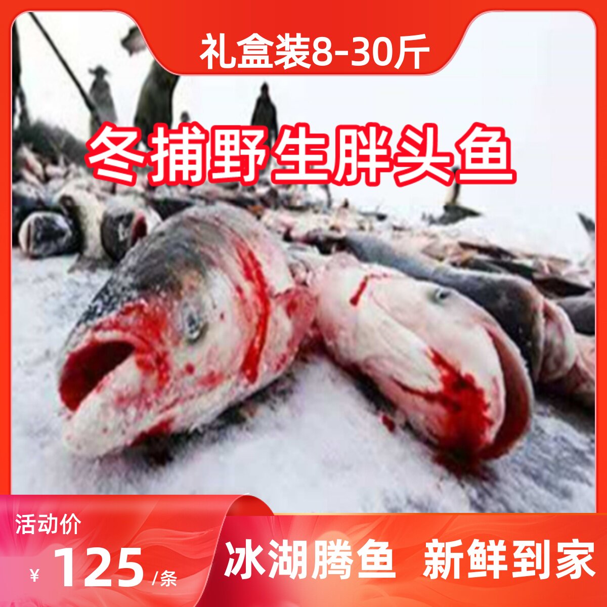 8-30斤礼盒装查干湖鱼鱼胖头鱼冬捕鱼鳙鱼花鲢鱼松原