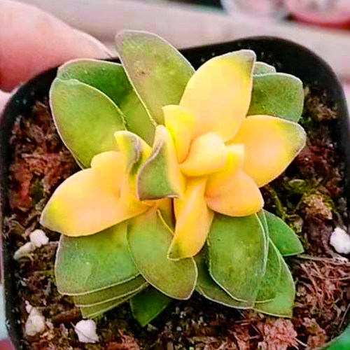 多肉小夜衣花价格 多肉小夜衣花图片 星期三