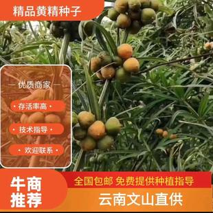 云南滇黄精种子红花滇黄精绿花黄精现摘现发提供技术指导成品回收