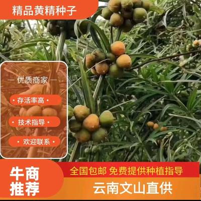 云南滇黄精种子红花滇黄精绿花黄精现摘现发提供技术指导成品回收