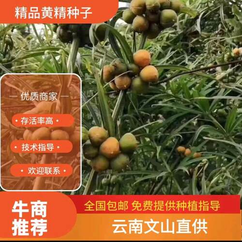 云南滇黄精种子红花滇黄精绿花黄精现摘现发提供技术指导成品回收