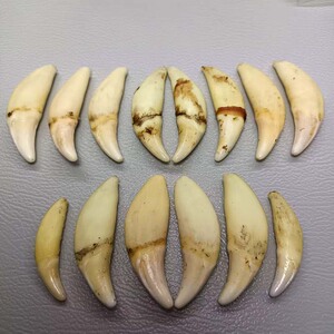 广西本土黑狗獠牙一物一拍真品