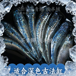半坡水族观背青鳉海王星冷水微小型冷水观赏鱼黑色古法缸蓝色星光