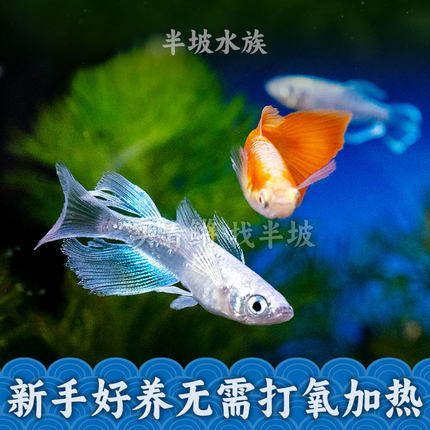 观背青鳉鱼小型冷水广温鱼冬天不加温新手好养淡水观赏鱼古法养鱼