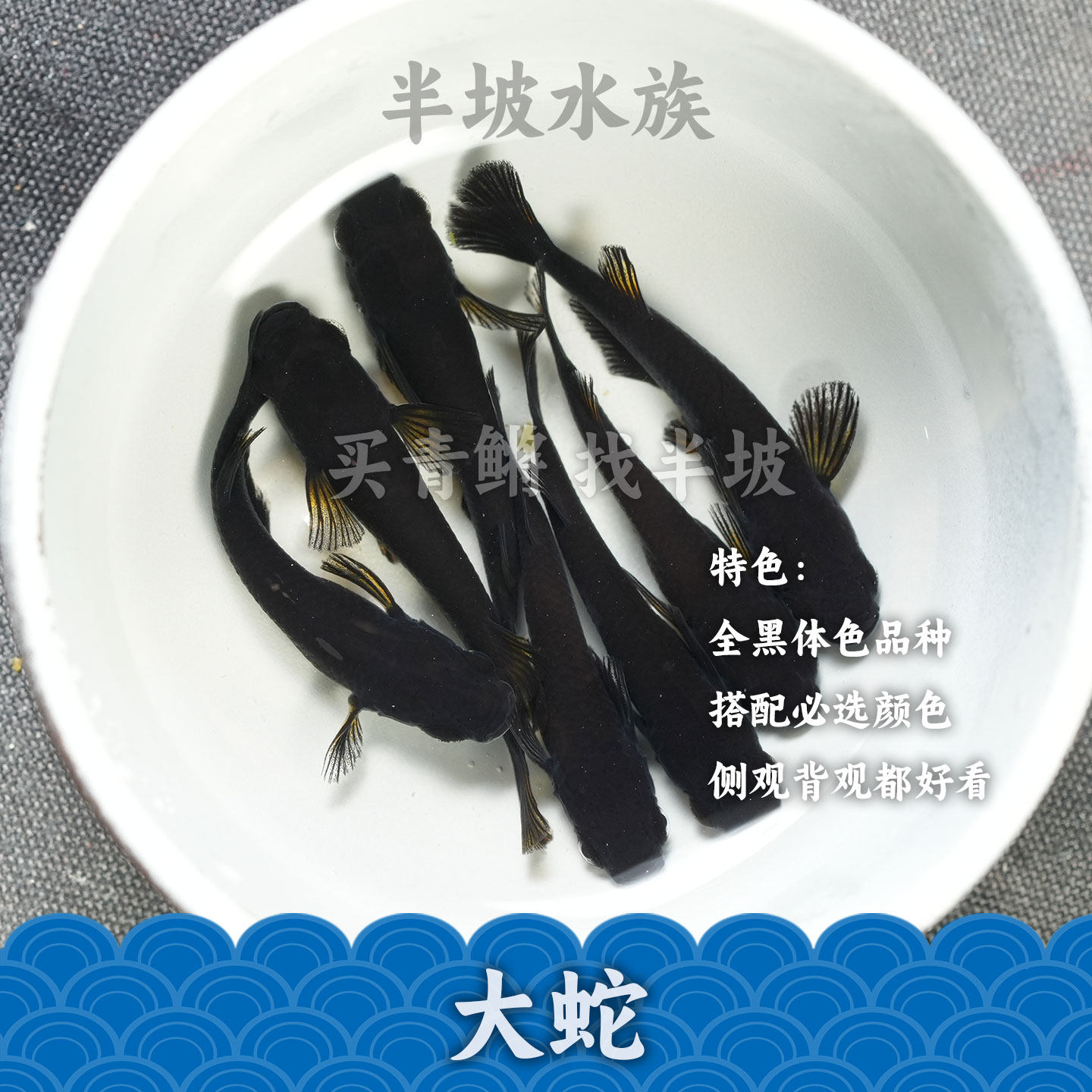 半坡水族观背青鳉耀变天目