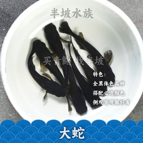 半坡水族观背青鳉耀变天目