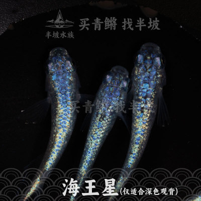 观背青鳉海王星小型冷水鱼