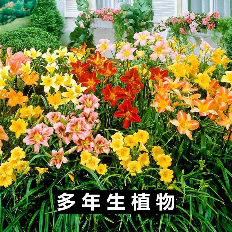 大花萱草忘忧草耐寒植物金娃娃萱草花苗地被花卉挺有绿化工程苗