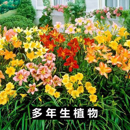 大花萱草忘忧草耐寒植物金娃娃萱草花苗地被花卉挺有绿化工程苗