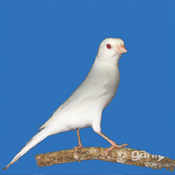 活体人工繁殖玉鸟芙蓉鸟白玉