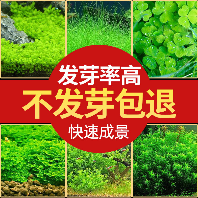 水草种子鱼缸造景草籽增氧对叶牛毛草缸懒人种植草坪幸运草爱情草