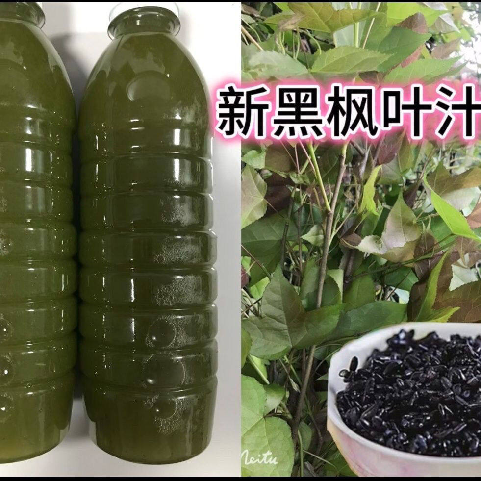 新鲜枫叶染色植物五色黑色糯米饭枫叶汁