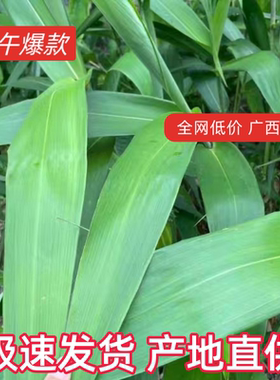 广西新鲜 野生粽子粽叶芦芒叶当天采摘打包发货 产地直发包邮