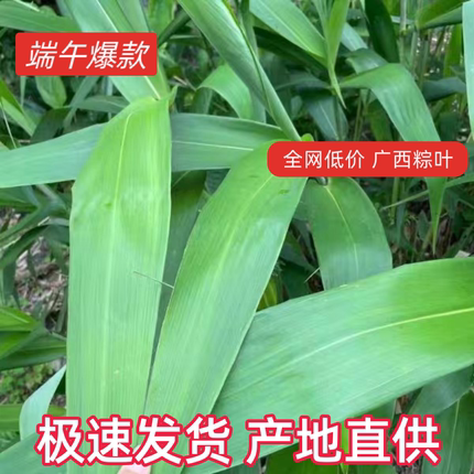 广西新鲜 野生粽子粽叶芦芒叶当天采摘打包发货 产地直发包邮