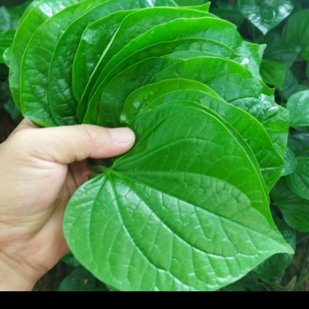 新鲜蛤蒌叶新鲜蛤蒌叶新鲜蛤蒌叶新鲜蛤蒌叶