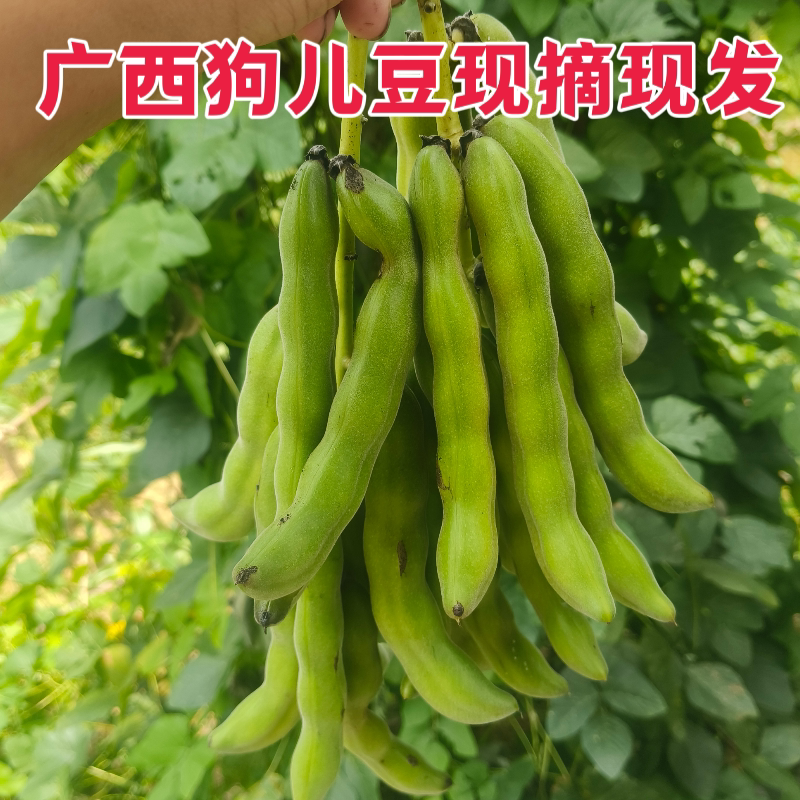 龙爪豆狗爪豆猫豆狗儿豆狗仔豆新鲜新鲜现摘现发农家自种蔬菜无骨