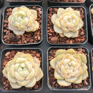 西江月（风花雪月）新品精品稀有多肉花卉一物一拍