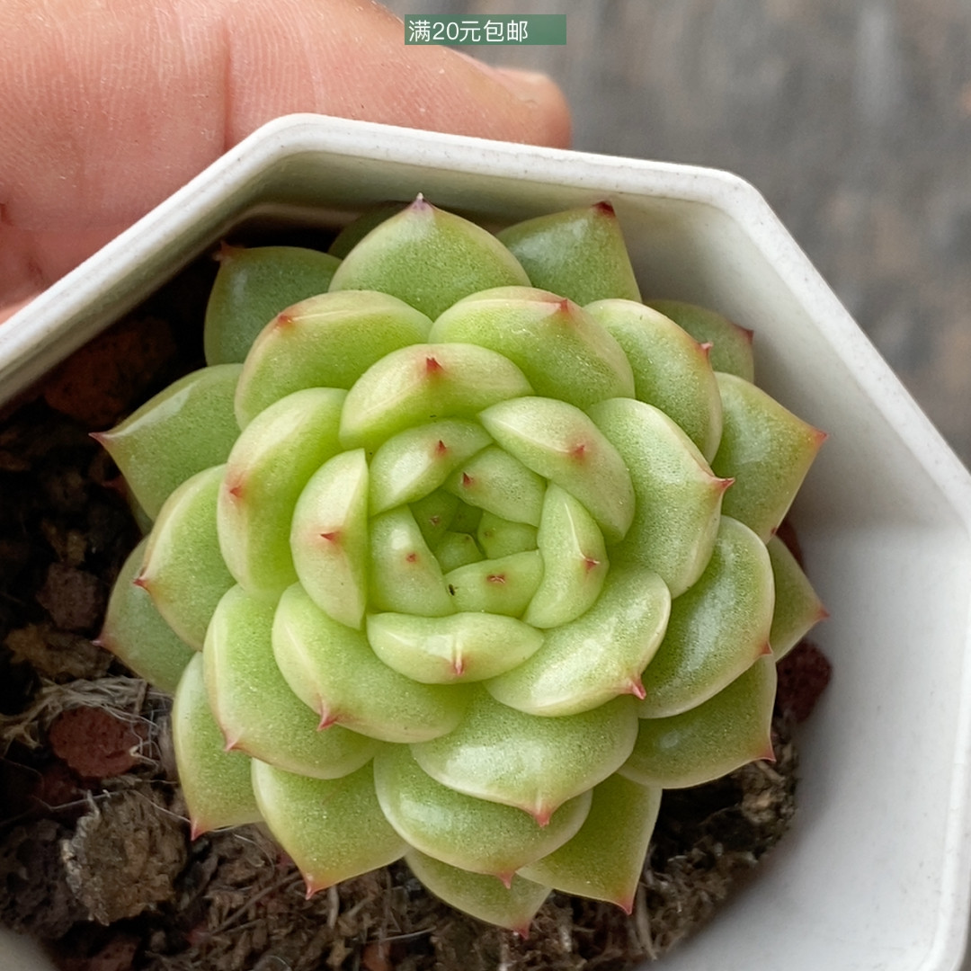 绿光珍妮,鲜花速递/花卉仿真/绿植园艺,多肉植物,淘宝优惠券,粉丝福利购,淘宝优惠卷