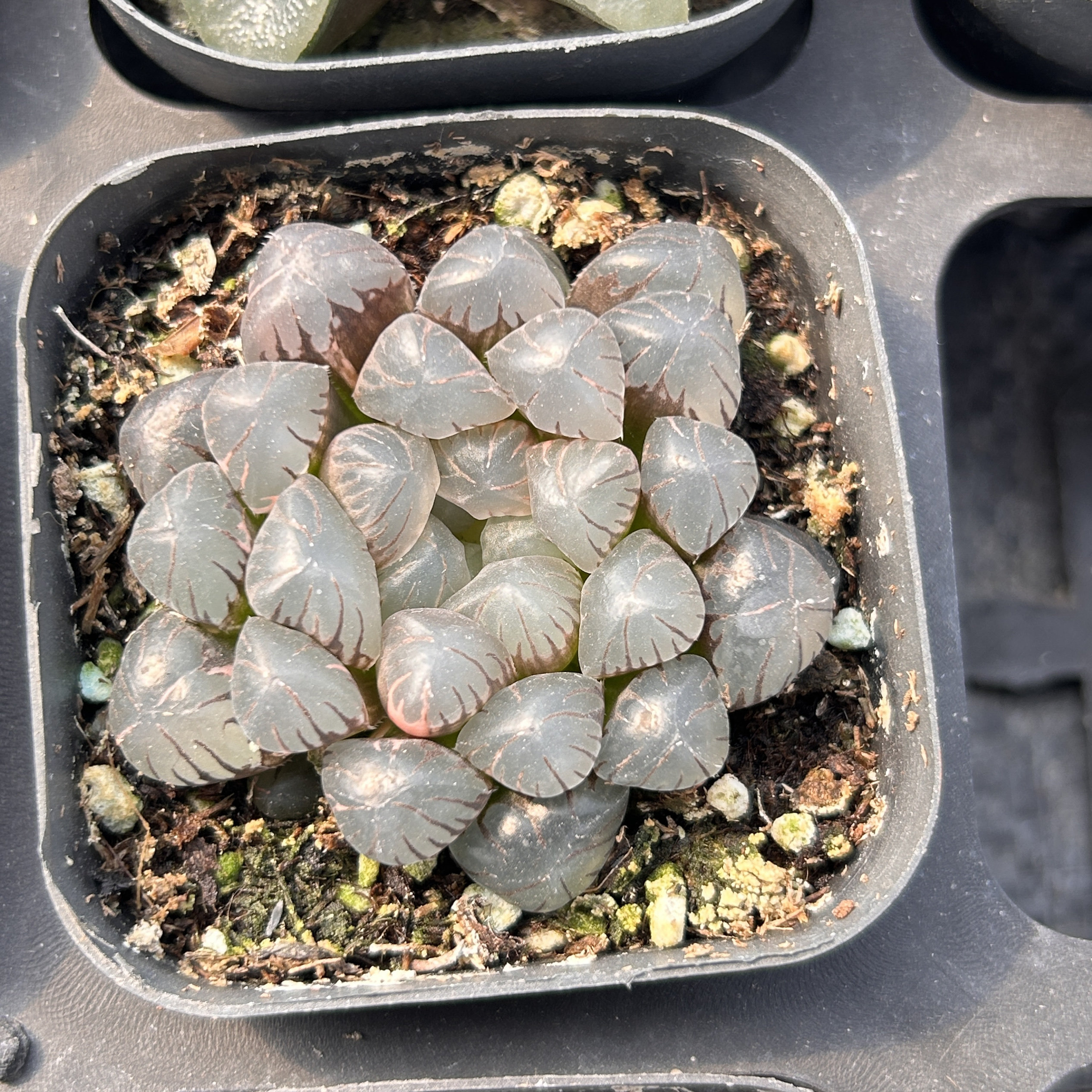 冰灯玉露月影寿蓝镜锦新手好养多头大棵精品稀有多肉植物花卉绿植