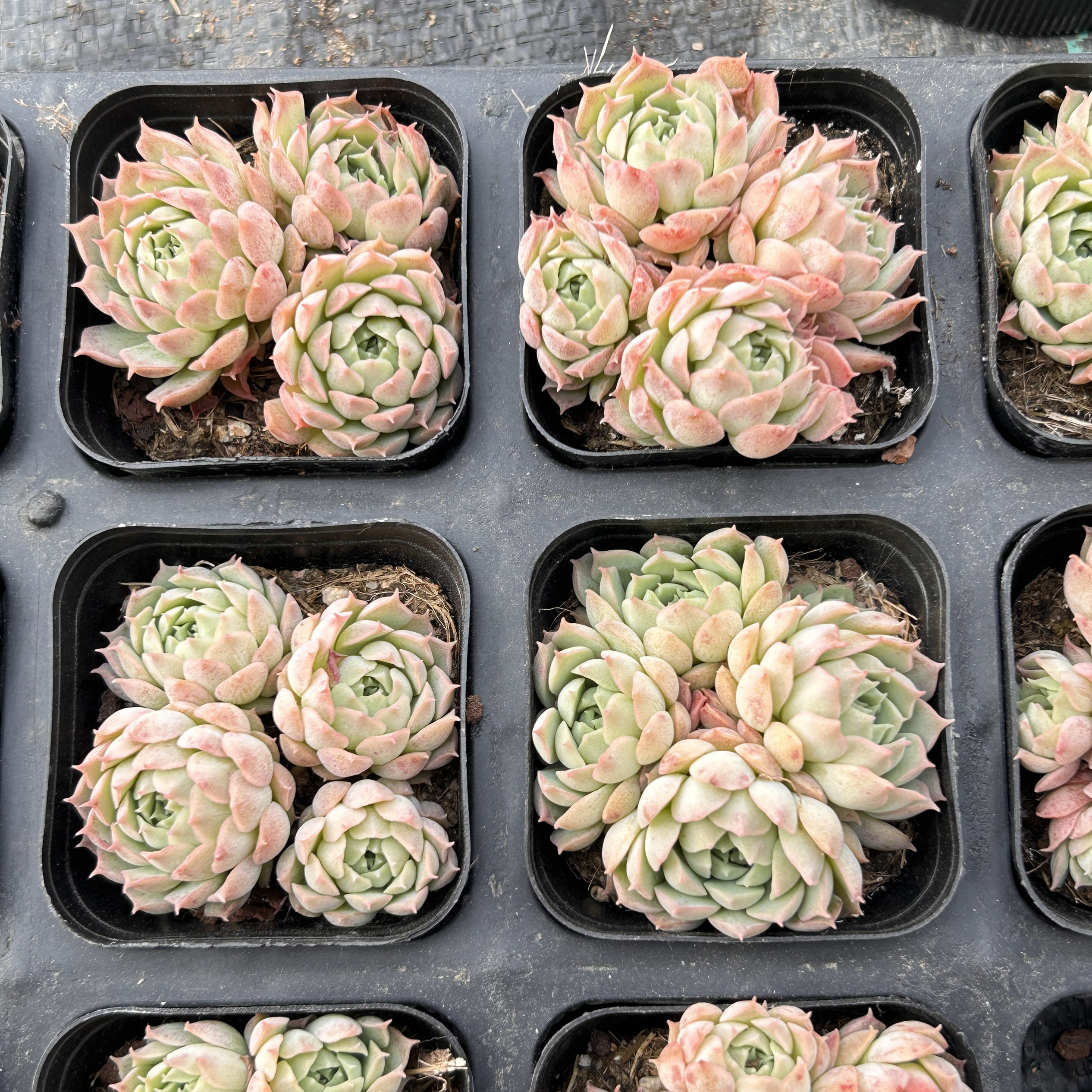 朱砂痣仙桃群生新手好养多头大棵精品稀有多肉植物花卉一物一拍