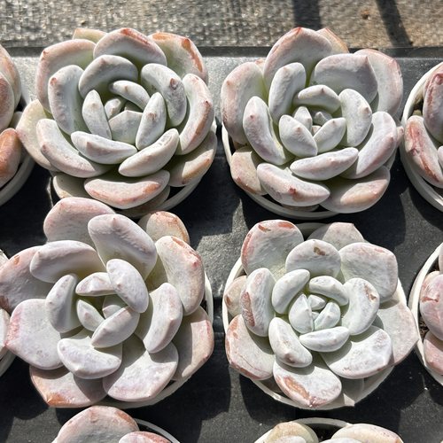 雪茶雪宝宝新手好养新品多头大棵精品稀有多肉植物花卉一物一拍