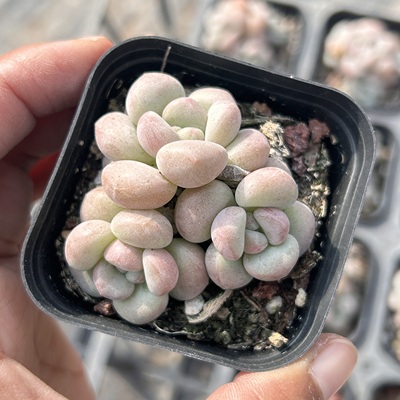 泡泡糖群生新手好养新品多头大棵精品稀有多肉植物花卉一物一拍