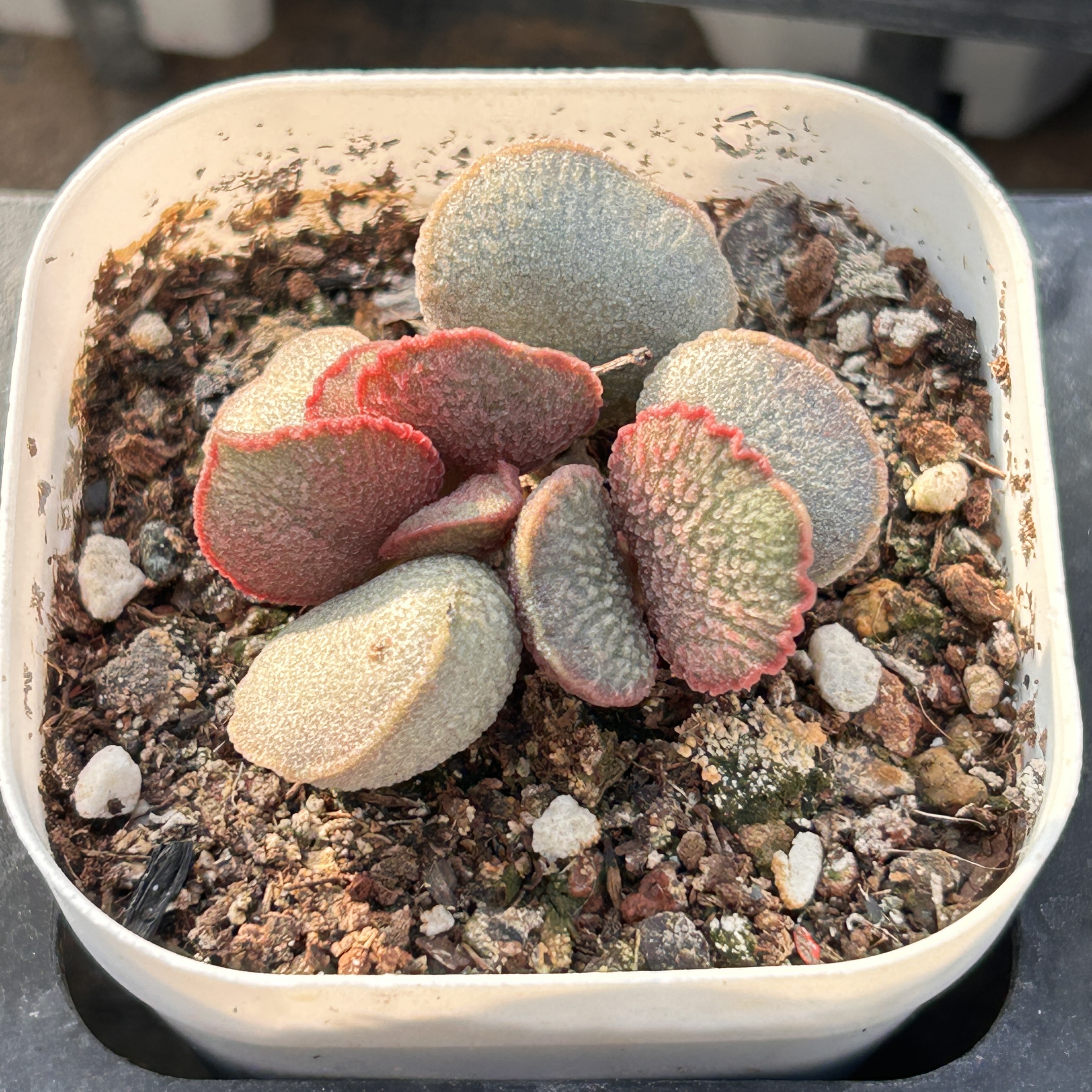 妖姬水泡新手好养新品多头大棵精品稀有多肉植物花卉一物一拍