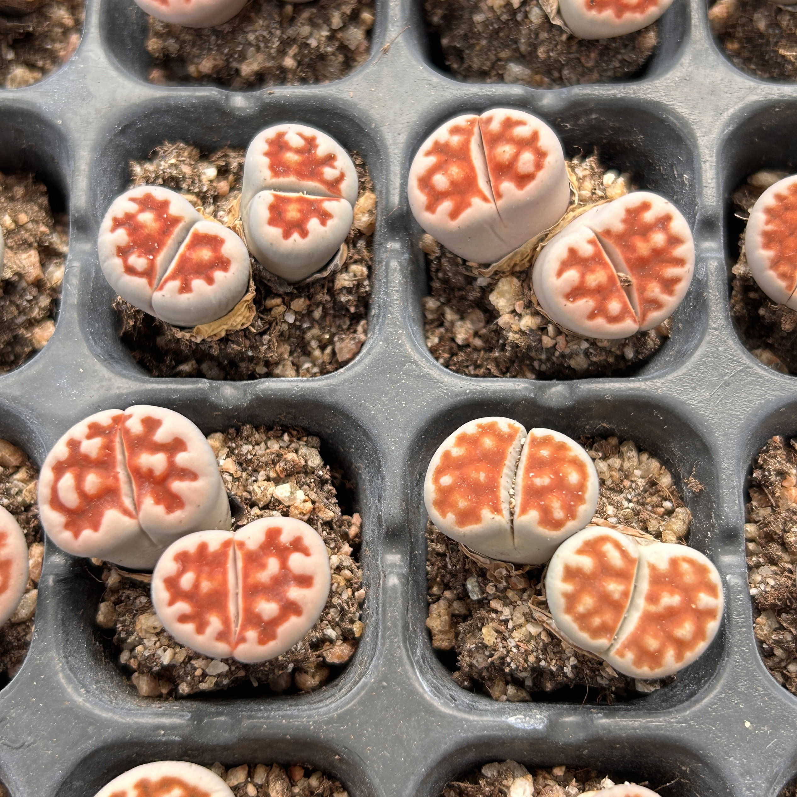 红窗绿福来多头生石花多头大棵精品稀有多肉植物一物一拍