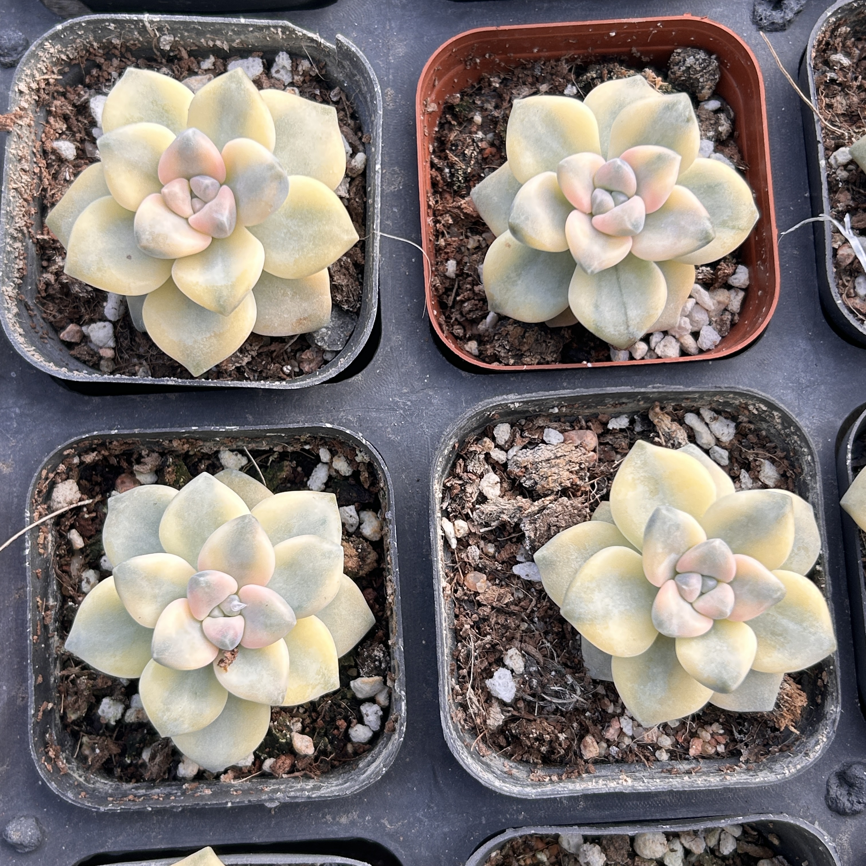 美杏锦好养新品多头大棵精品稀有多肉植物花卉一物一拍